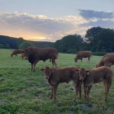 Waldrand Am Niederrhein Holtwick Apartmán