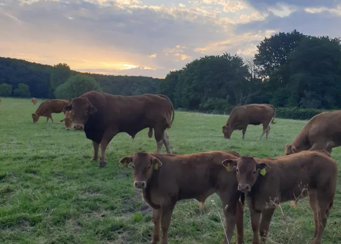 Waldrand Am Niederrhein Holtwick Lejlighed