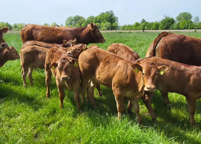 Waldrand Am Niederrhein Holtwick Lejlighed